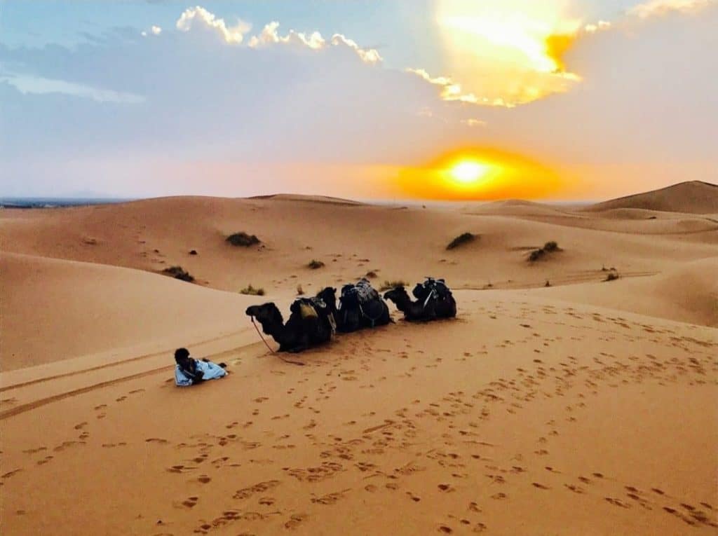 camellos en el desierto de merzoua