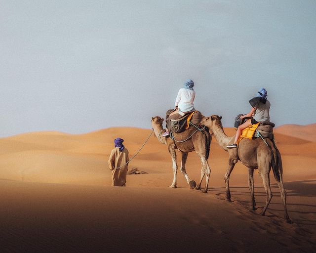 camellosdesierto.webp